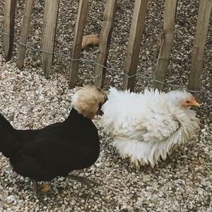 Meet your Posher, Lydia